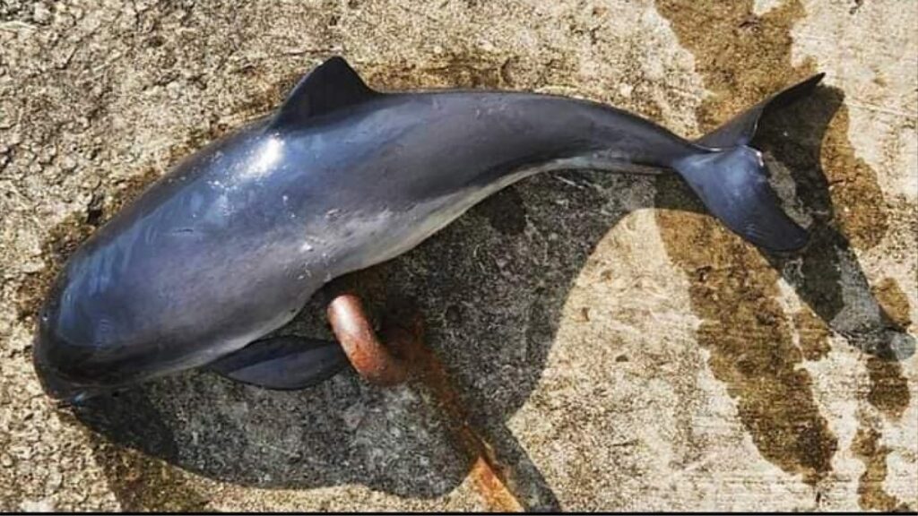 3040d57d9b3216100e39cec2720adb91