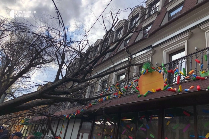упало дерево