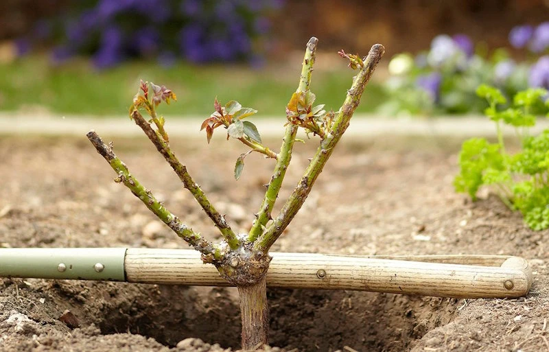 когда садить розы