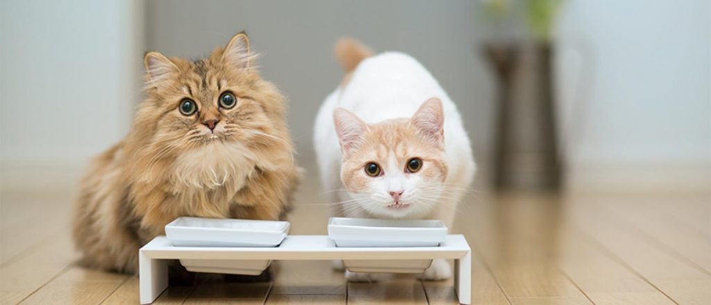 паучі для котів