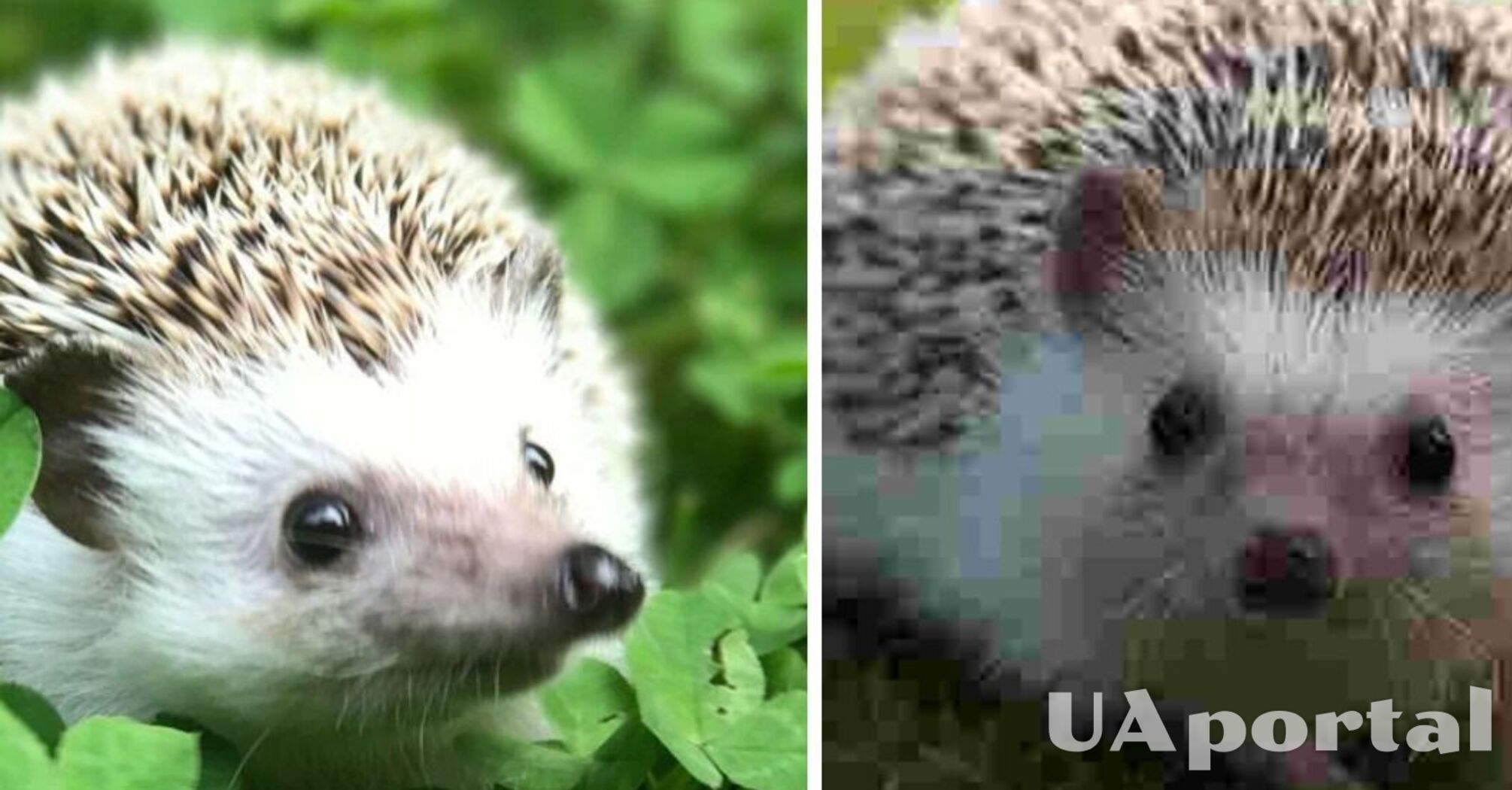 Їжаки на подвір’ї: цінний гість чи небажаний сусід?